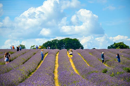 Lavendelfelder in Surrey - Englands ländliche Hügellandschaft!