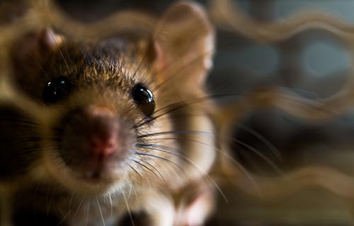 Rattenflohe verbreiten die Pest in England von London bis Eyam in Derbyshire