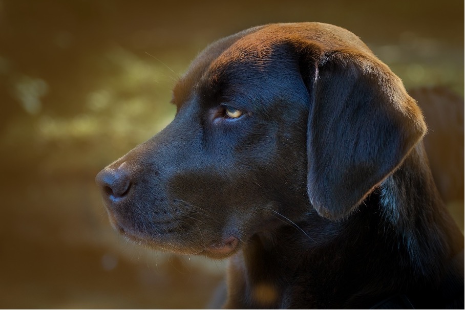 Mit Abstand die beliebteste Hunderasse in England: Der Labrador Retriever
