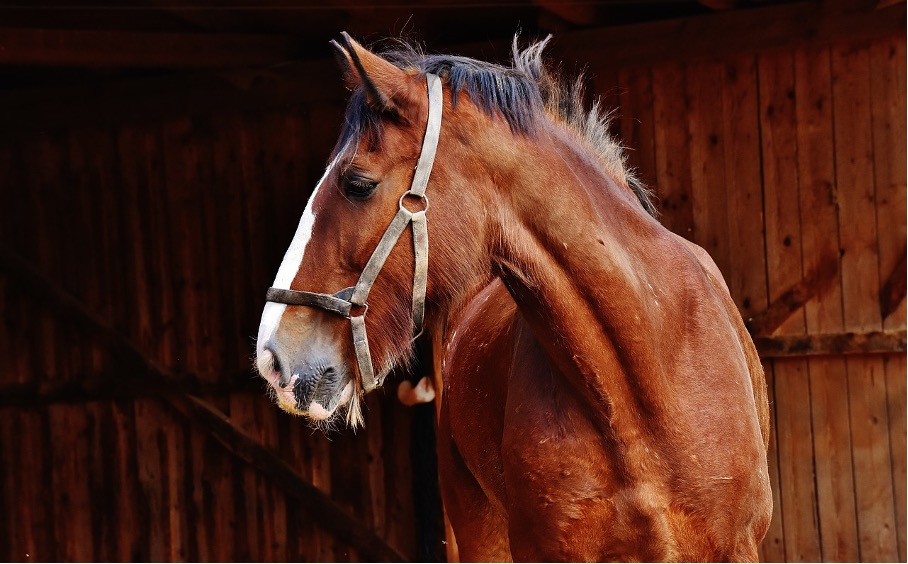 Shire Horses: Die größten Pferde der Welt stammen aus England!